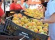 Colheita está marcada para o dia 21 de novembro