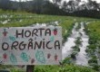 Horta orgânica disponibiliza alimentos livre de agrotóxicos para compra