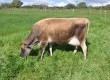 Raça Jersey tem como uma de suas peculiaridades a longevidade