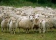 Estado já chegou a ter aproximadamente R$ 15 milhões de cabeças de ovelhas