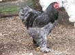 Brahma Azul