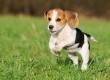 Raça Beagle é uma das participantes da exposição que acontece no domingo (11) durante a programação da Feira
