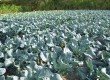Setor primário, dividido em agronegócio e agricultura familiar, responde por cerca de 60% do PIB