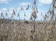 Grãos podres e germinados, além de outros defeitos, invalidaram toda a soja plantada na última safra