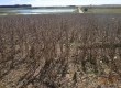 Chuvas impediram a colheita de soja, arroz e milho