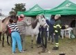 Cavalos receberam chips de identificação