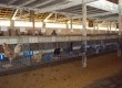 Entre aves de produção e ornamentais, participam da exposição 216 
exemplares de diversas raças pertencentes a quatro criadores da região