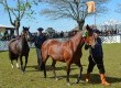Cavalos crioulos são importante atrativo ao público do evento