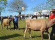 Gado Jersey é aposta dos produtores para o fortalecimento da cadeia do leite