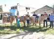 Cabanha da Figueira foi a grande campeã da raça Jersey, com três premiações