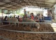 Negócios chegaram ao faturamento total de R$ 570.165,00 e 1.405 animais vendidos