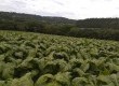 São plantados, em média, 50  mil pés na propriedade, com um rendimento variado a depender do clima