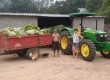 Volnei Bohrer e sua esposa (foto) trabalham na produção de fumo juntamente com a filha