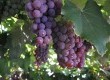 Em Pelotas, produtores locais cultivam 40 hectares da fruta