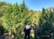 Tratores e carretas foram utilizados para arrancar os mais de 200 pés de maconha