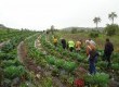 Produção orgânica é extremamente significativa na cidade