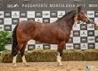 Santa Estrella Elegância-TE, grande campeã