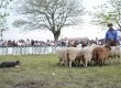 Cães mais uma vez chamaram a atenção com a apresentação de como trabalham no campo