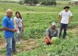 Lauri Centeno, Rosi Puccinelli, Mario Cardozo e Gabriel da Silva analisam a plantação de melancia