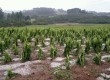 Lavouras de fumo e soja tiveram grandes perdas em algumas localidades