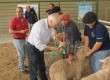 Dentre as atividades, estavam os concursos municipais de borregas, cordeiros e cordeiras