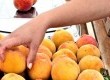 Pêssego conta com quinzena de atividades especiais no calendário de Pelotas