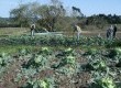 Os hortifrutigranjeiros foram os mais afetados pelo granizo