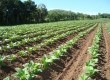 Pela resolução, a fatia de renda advinda de outras culturas - hoje de 20% - subirá para até 45% na safra 2014/2015
