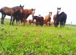 Hoje, o cavalo Crioulo movimenta R$ 1,28 bilhão e gera 238 mil empregos por ano