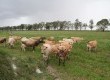 Mais de 450 produtores de leite participam de visitas à campo para alavancar produção e eficiência