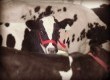 Concurso Leiteiro teve a participação de 12 animais da raça Jersey e sete da raça Holandesa