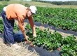 Segundo Giovane Harms, cada muda de morango chega a render 1 kg da fruta