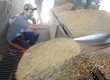 55 mil toneladas serão colhidas este ano
