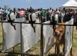 O sistema de manejo coletivo busca o bem estar e conforto animal, já que estimula a interação social precoce