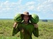 A colheita e o carregamento da fruta ficaram sob responsabilidade do grupo vindo de Goiás
