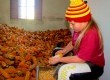 A neta Marcela utiliza um instrumento rústico, com mais de 200 anos, para debulhar o milho da lavoura. A atividade para a jovem é uma brincadeira