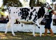Julgamento os animais é considerado o ponto alto da feira para os produtores de gado holandês