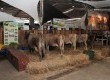 Gado Jersey é conhecido por produzir leite com maior quantidade de sólidos