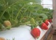 Incentivo e novas tecnologias, como produção fora do solo, impulsionam a produção de morango