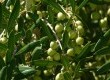 O trabalho de produção do agricultor para obter azeite e azeitona em boas condições exige um cuidado especial: a primeira safra pode levar quatro anos para ter início