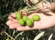 Apesar de nova, a cultura da olivicultura chama a atenção pelo desenvolvimento e qualidade de produção na Região Sul do RS