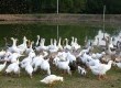 Visitante pode também conhecer a criação de gansos para a produção de um tradicional petisco