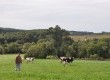 Propriedade de Daniel André Scheer tem cerca de 12 vacas leiteiras